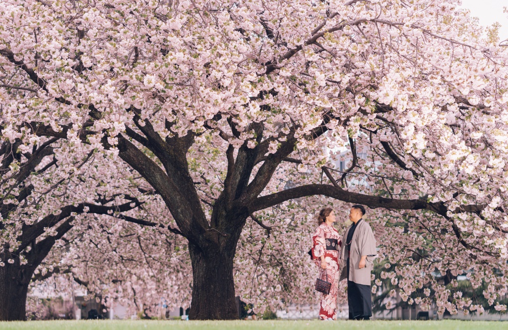 Japan Tokyo Cherry Blossom Pre-Wedding Photoshoot At Park And Shibuya Crossing  by Lenham  on OneThreeOneFour 8