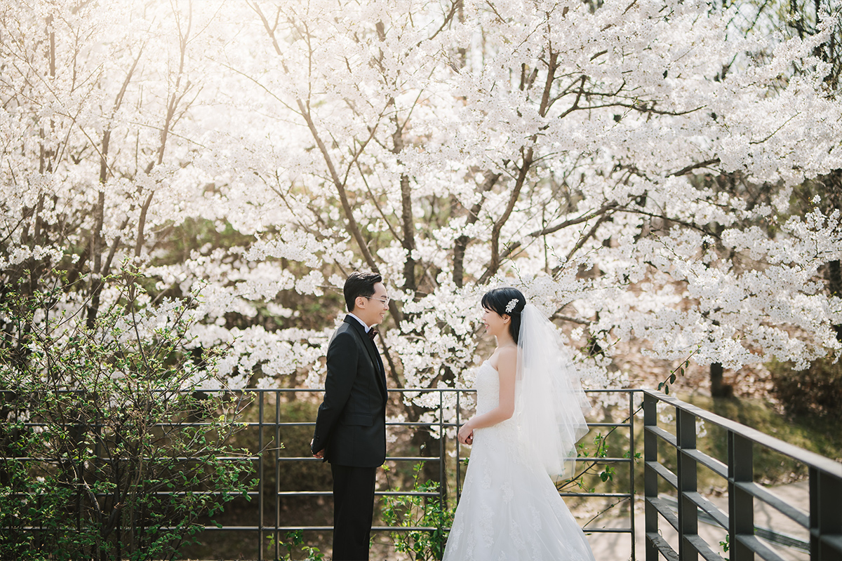 Celebrate Love in Full Bloom: Seoul Spring Pre-Wedding Photoshoot Experience by Jungyeol on OneThreeOneFour 4