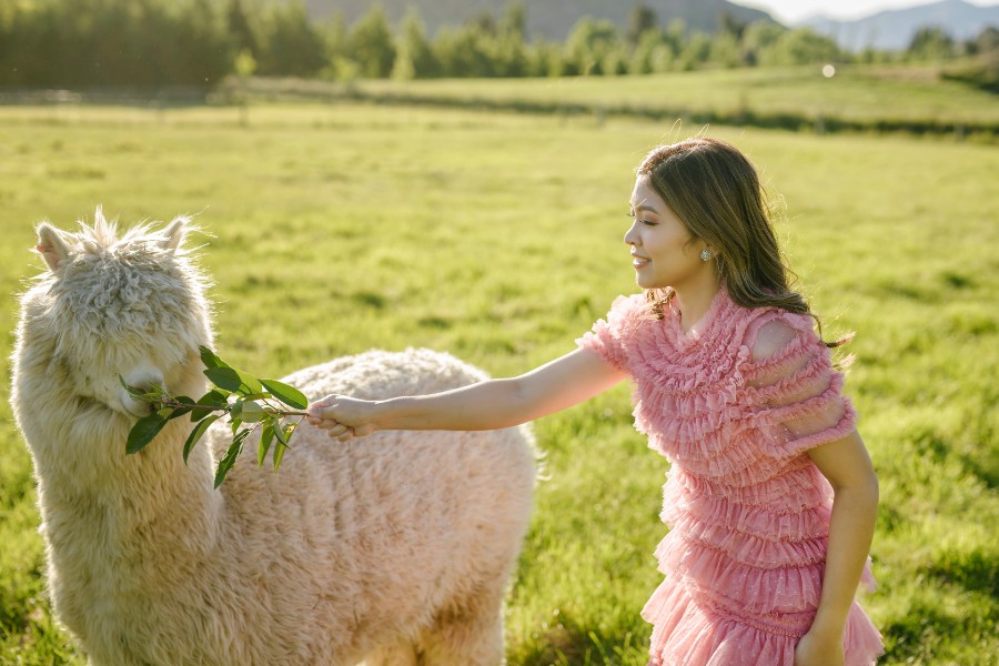 K&M: Dreamy pre-wedding in New Zealand at Coromandel Peak and alpaca farm during Lupin season  by Fei on OneThreeOneFour 16