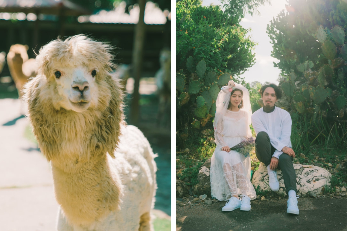 Taiwan Pre-Wedding Photoshoot Zoo Vintage Couple Outfit Streets Retro Vibes by  on OneThreeOneFour 10