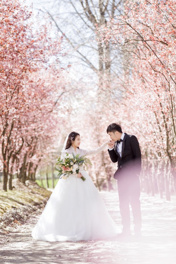 New Zealand Pre-Wedding Photoshoot of P&J: Cherry blossoms, Alpaca farm, Snowy mountain by Fei on OneThreeOneFour 1