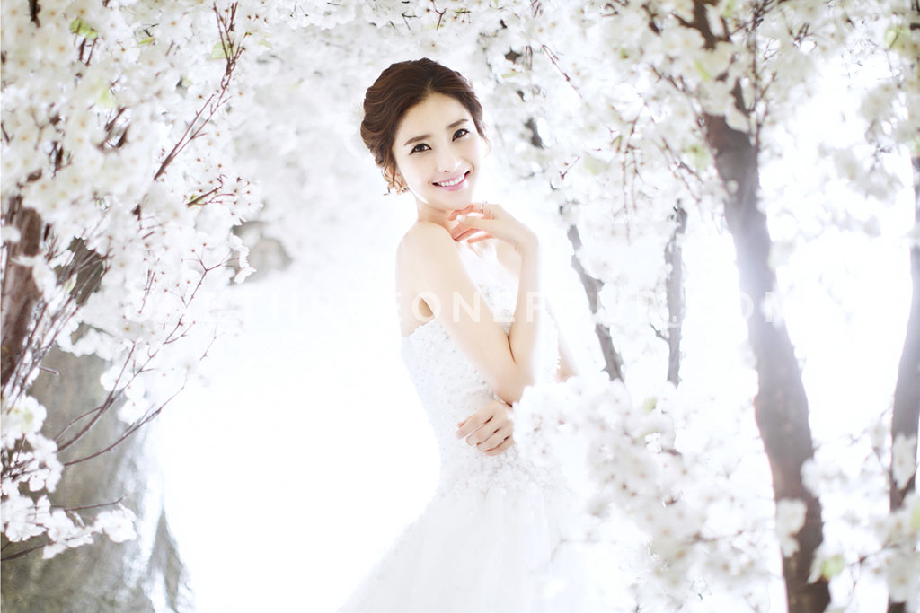M Company - Korean Studio Pre-Wedding Photography: Cherry Blossom by M Company on OneThreeOneFour 0
