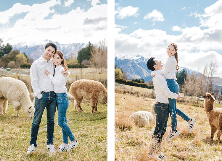 Pre-wedding photoshoot new zealand alpaca farm