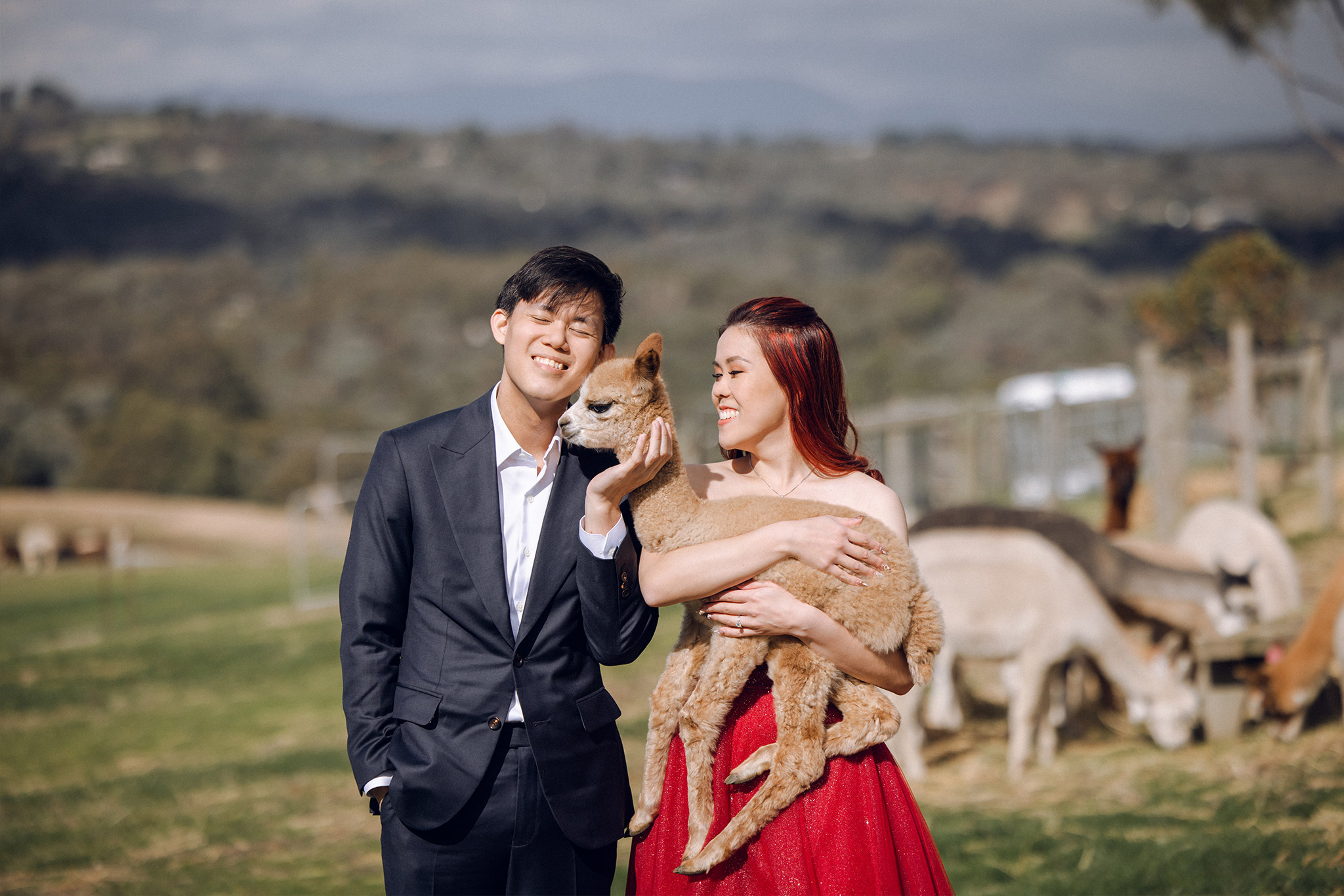 Melbourne Pre-Wedding Photoshoot at Alpaca Farm, Fitzroy Gardens & Brighton Beach by Freddie on OneThreeOneFour 11