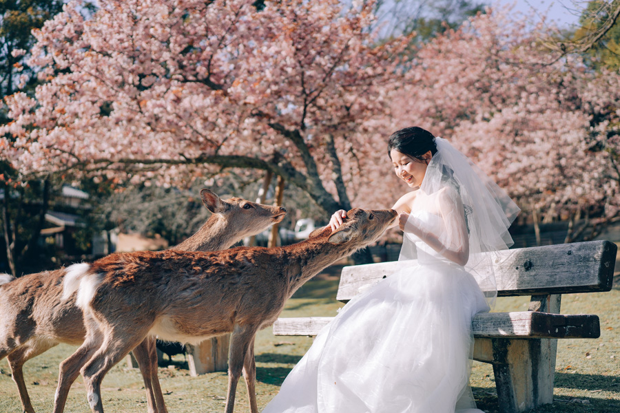 J&A: Kyoto Sakura Season Pre-wedding Photoshoot  by Kinosaki on OneThreeOneFour 31