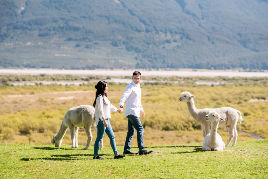 New Zealand Starry Night Prewedding Photoshoot with Alpaca Farm  by Mike on OneThreeOneFour 37