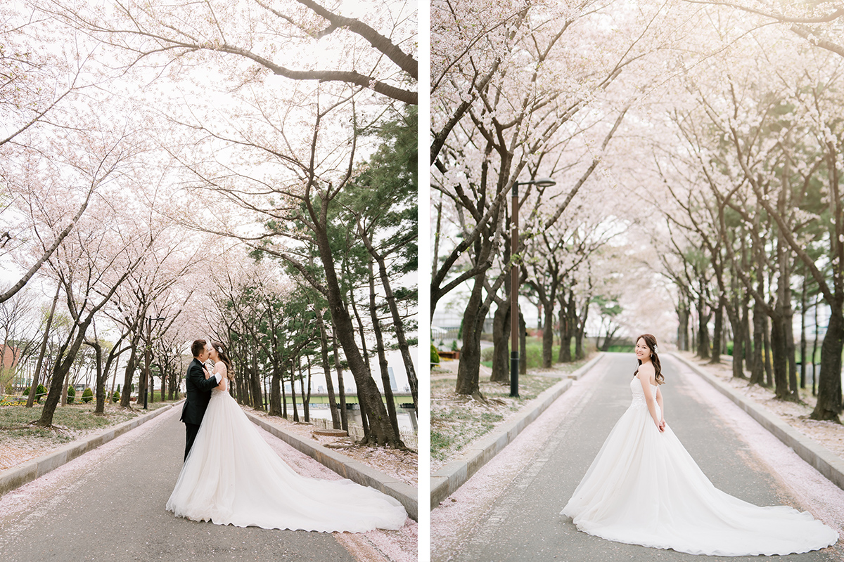 Cherry Kiss: Capturing Love Amidst Seoul's Cherry Blossoms by Jungyeol on OneThreeOneFour 3