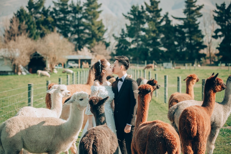 S&D: New Zealand Spring Pre-wedding Photoshoot with Alpacas and Milky Way by Xing on OneThreeOneFour 0