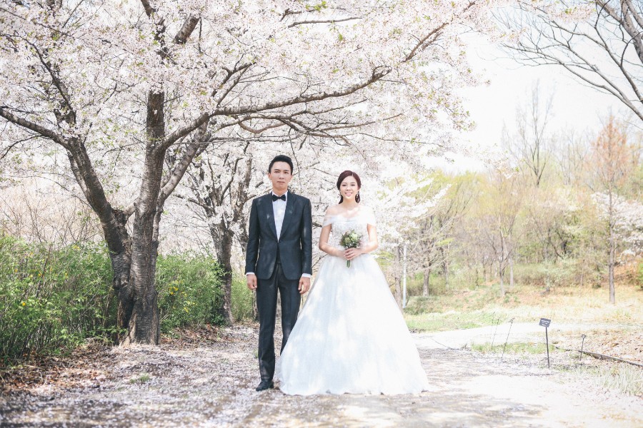 M: Korea Cherry Blossom Pre-Wedding Photoshoot At Seoul Forest With During Spring by Beomsoo  on OneThreeOneFour 9