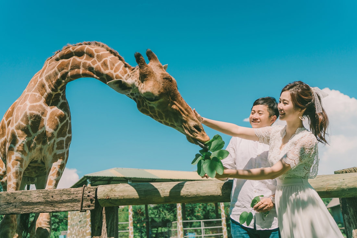 Taiwan Pre-Wedding Photoshoot Zoo Lush Greenery Beach by  on OneThreeOneFour 0