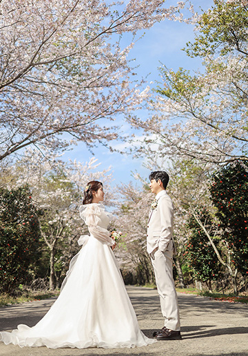 Pre-Wedding Photoshoot in Jeju Island amidst Cherry Blossoms, Canola Flowers, and Beach in Spring