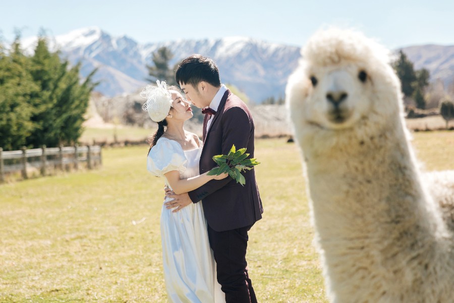 New Zealand Pre-Wedding Photoshoot of P&J: Cherry blossoms, Alpaca farm, Snowy mountain by Fei on OneThreeOneFour 10