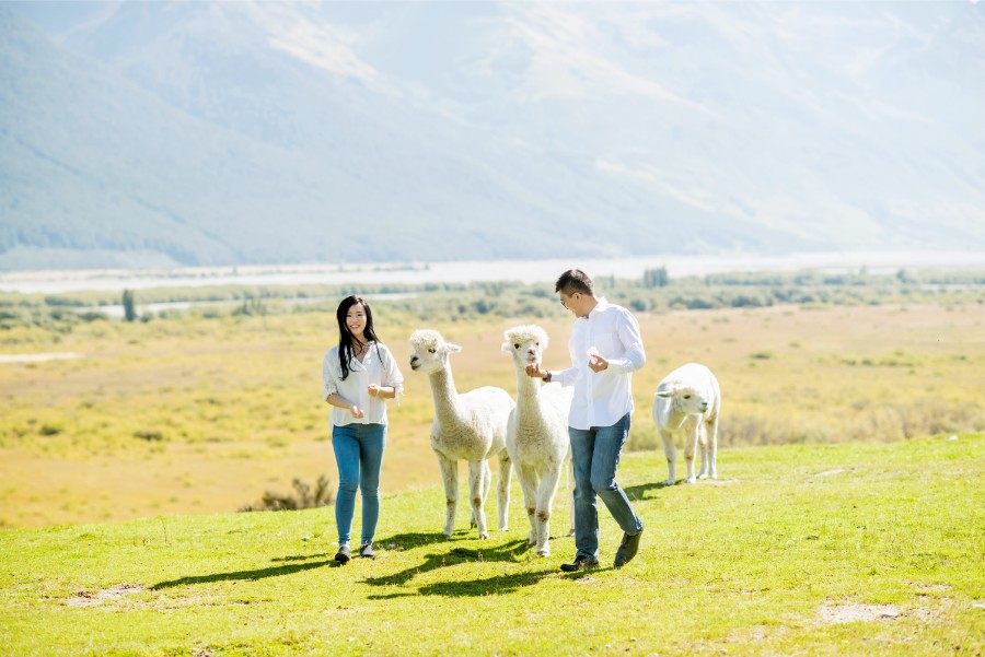 New Zealand Starry Night Prewedding Photoshoot with Alpaca Farm  by Mike on OneThreeOneFour 40