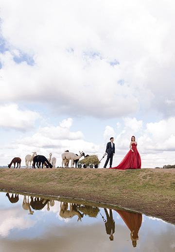 Melbourne Pre-Wedding Photoshoot at Alpaca Farm, Carlton Gardens & Brighton Beach