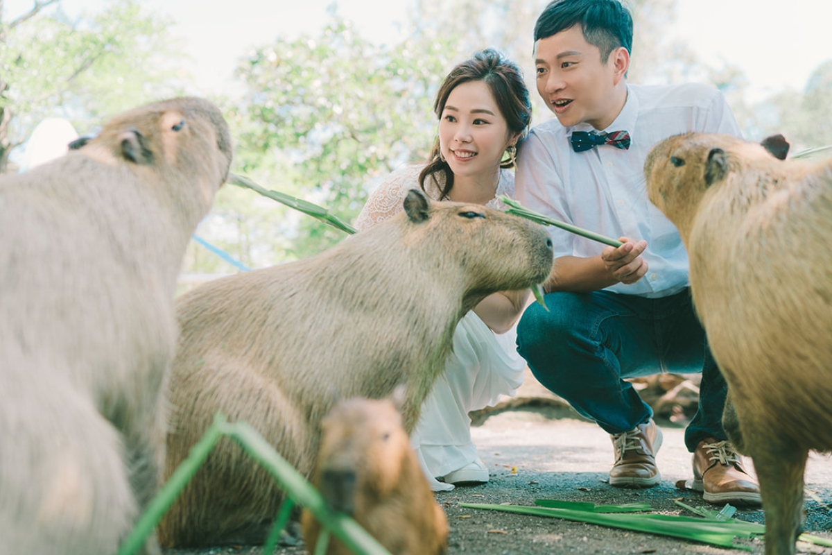 Taiwan Pre-Wedding Photoshoot Zoo Lush Greenery Beach by  on OneThreeOneFour 2