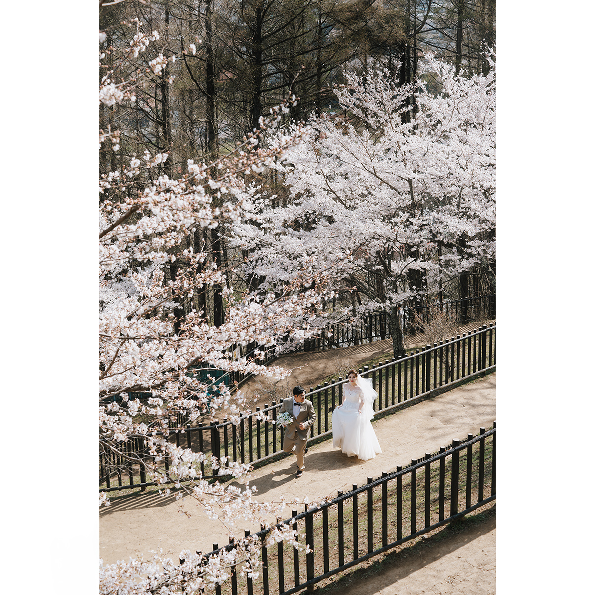 Sakura Prewedding Photoshoot Amidst Mt. Fuji and Tokyo's Full Bloom by Dahe on OneThreeOneFour 12