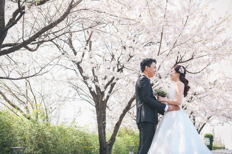 M: Korea Cherry Blossom Pre-Wedding Photoshoot At Seoul Forest With During Spring by Beomsoo  on OneThreeOneFour 1