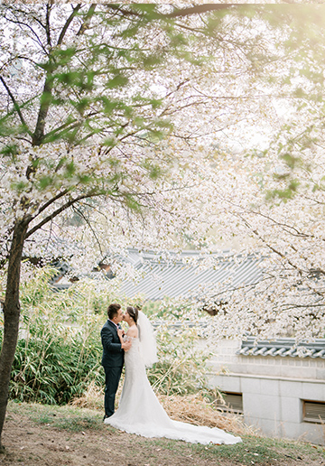 Cherry Kiss: Capturing Love Amidst Seoul's Cherry Blossoms