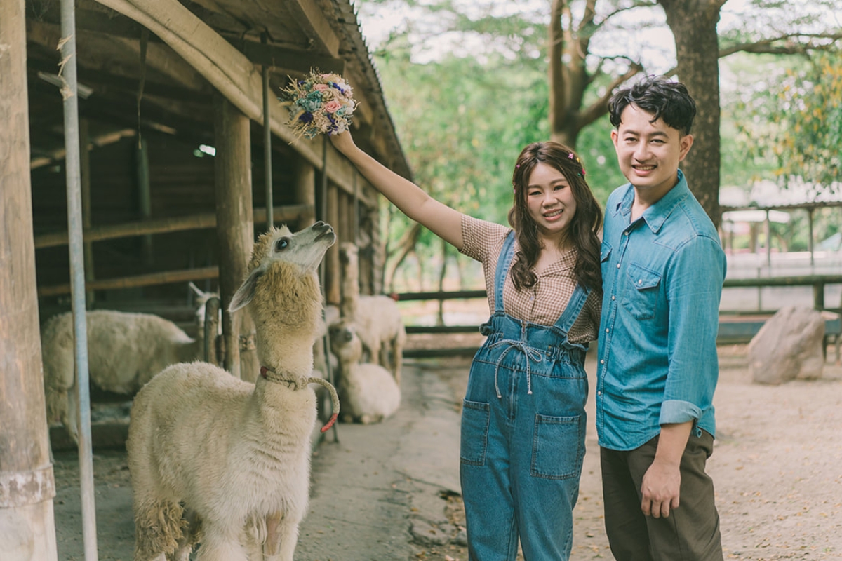 Taiwan Pre-Wedding Photoshoot Pier Blue Skies Animal Farm Flamingos Capybaras Llamas Autumn Leaves by  on OneThreeOneFour 26