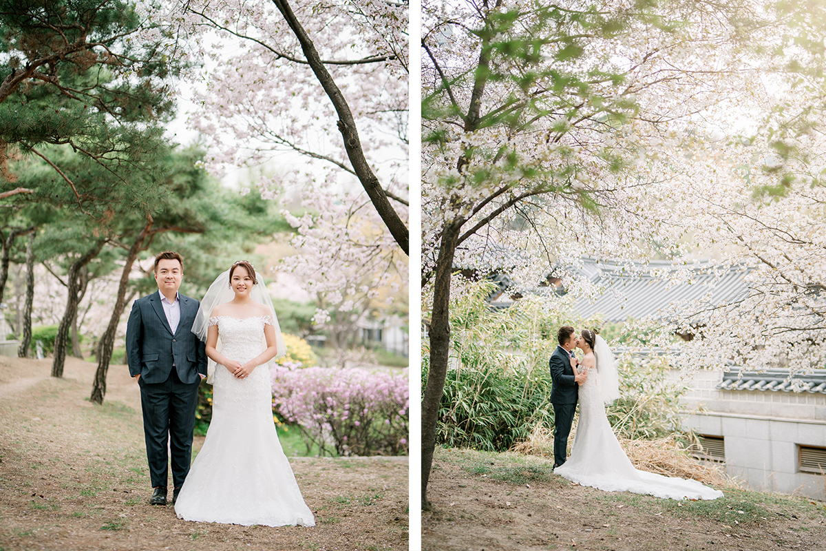 Cherry Kiss: Capturing Love Amidst Seoul's Cherry Blossoms by Jungyeol on OneThreeOneFour 13