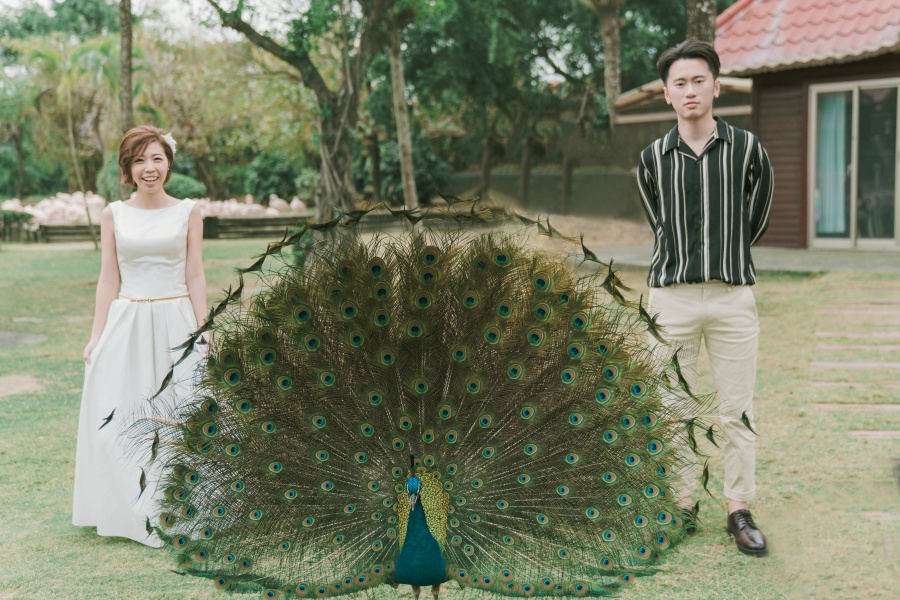 Taiwan Outdoor Pre-Wedding Photoshoot At Tainan Zoo  by Star  on OneThreeOneFour 6