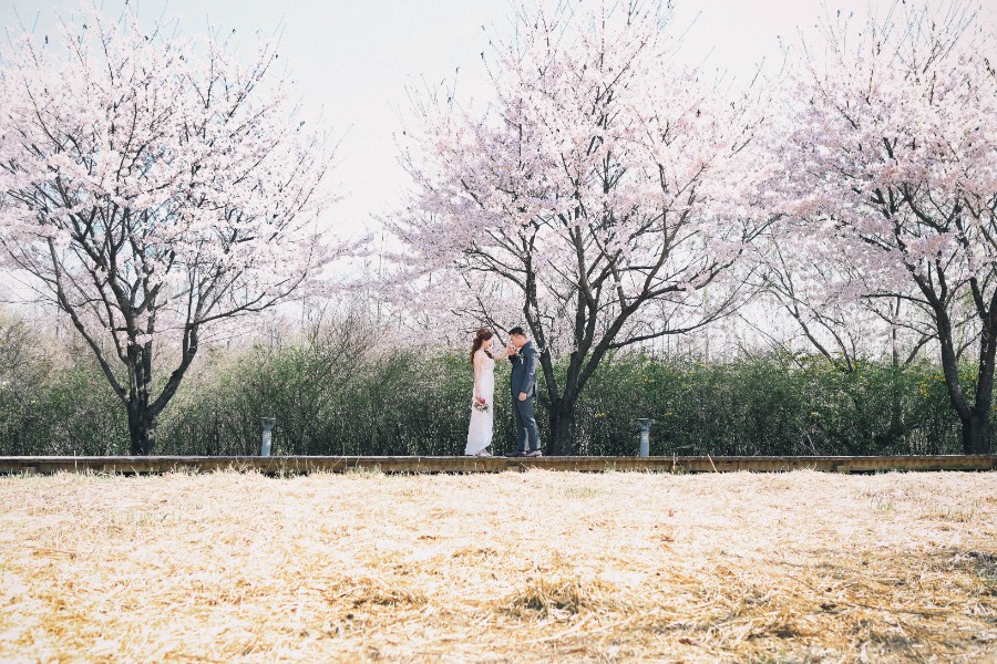 Korea Cherry Blossom Pre-Wedding Photoshoot At Seoul Forest  by Beomsoo on OneThreeOneFour 5