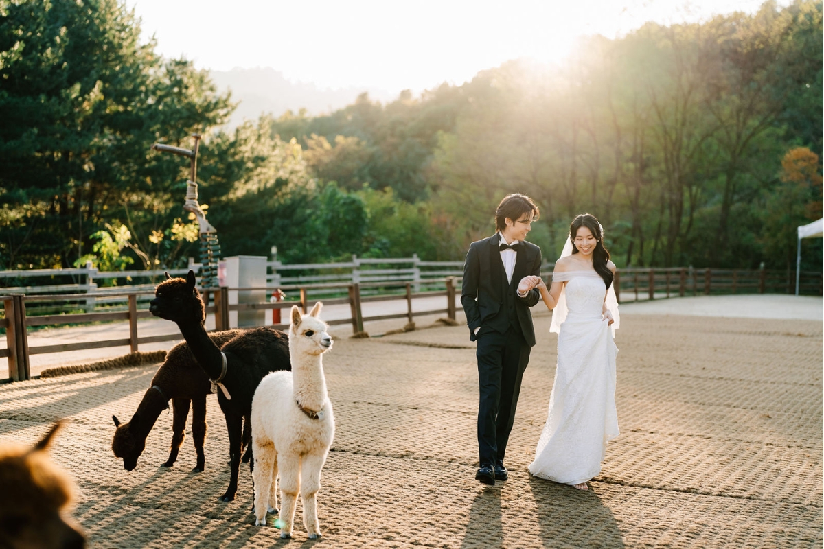 Seoul Autumn Pre-Wedding Photoshoot with Lotte World, Alpaca World, and Hongdae Streets by Jungyeol on OneThreeOneFour 20