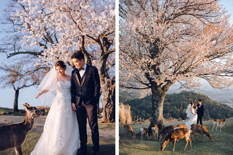 在京都和奈良的盛開之愛：一同迎接櫻花盛放的春季婚紗照拍攝 by Kinosaki on OneThreeOneFour 19