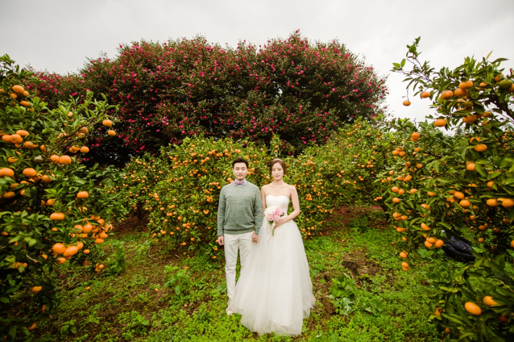 Korea Jeju Island Outdoor Pre-Wedding Photoshoot At Tangerine Farm  by Ray  on OneThreeOneFour 13
