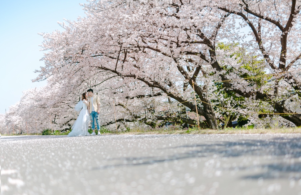 Japan Tokyo Pre-Wedding Photoshoot At The Park With Cherry Blossoms  by Jin on OneThreeOneFour 4
