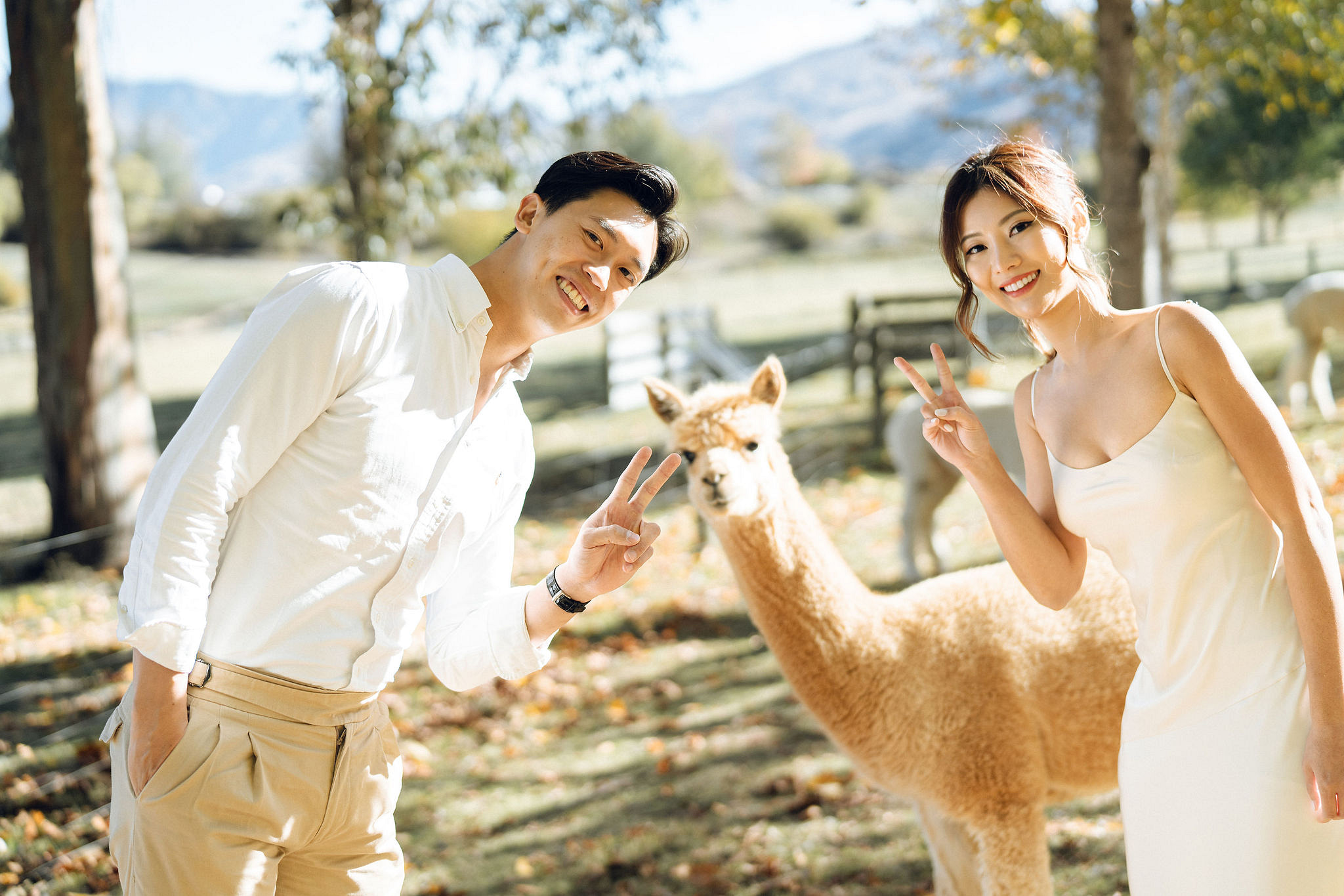 New Zealand Autumn Pre-Wedding Photoshoot Twin Peak Skippers Canyon Alpaca Farm Hilltop Cardrona Night Shoot Kombi Van at Alpaca Farm pre-wedding photo