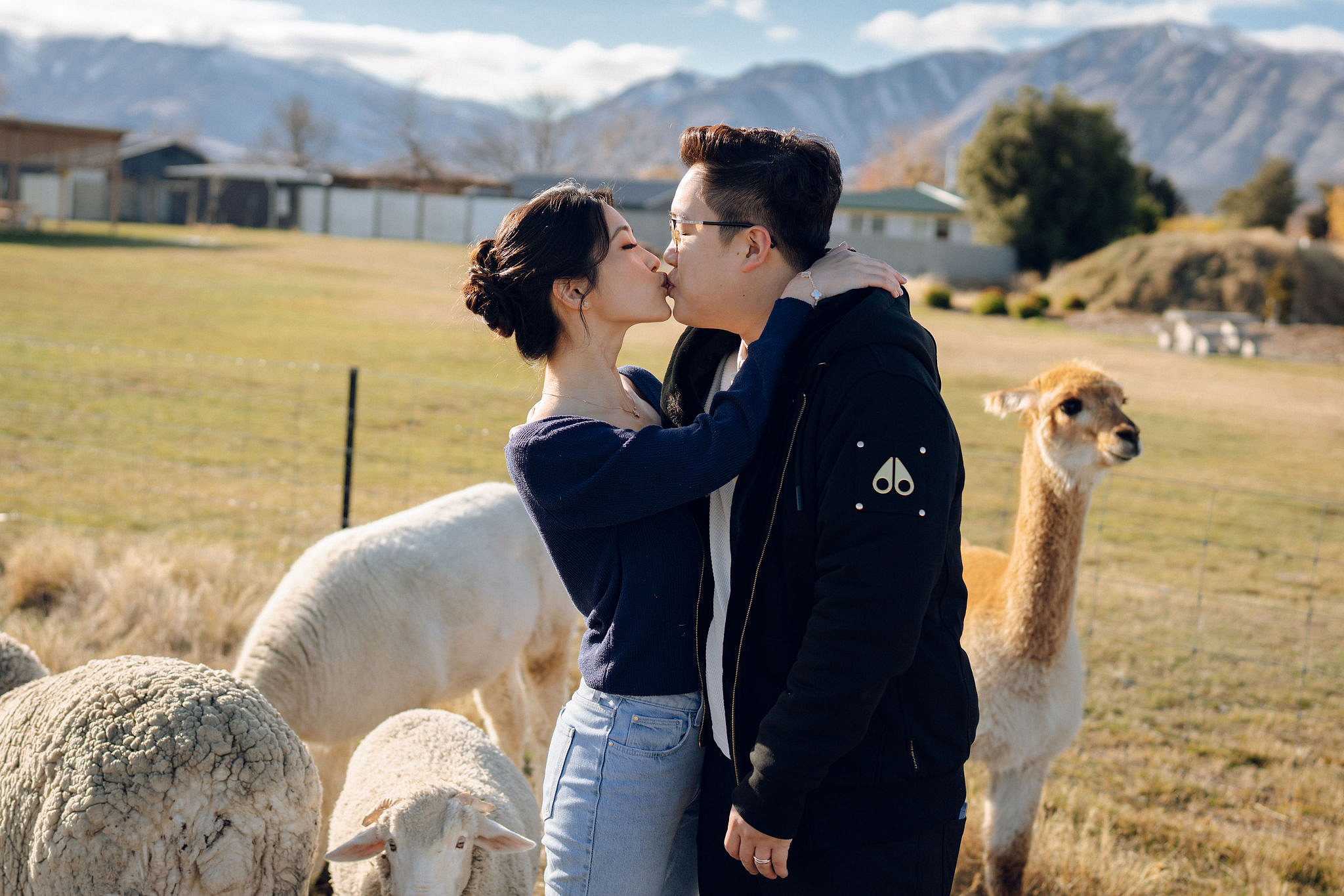 New Zealand Pre-Wedding Photoshoot | Arrowtown, Isobel Glacier, Alpaca Farm, Lake Tekapo & Mount Cook National Park at Alpaca Farm pre-wedding photo