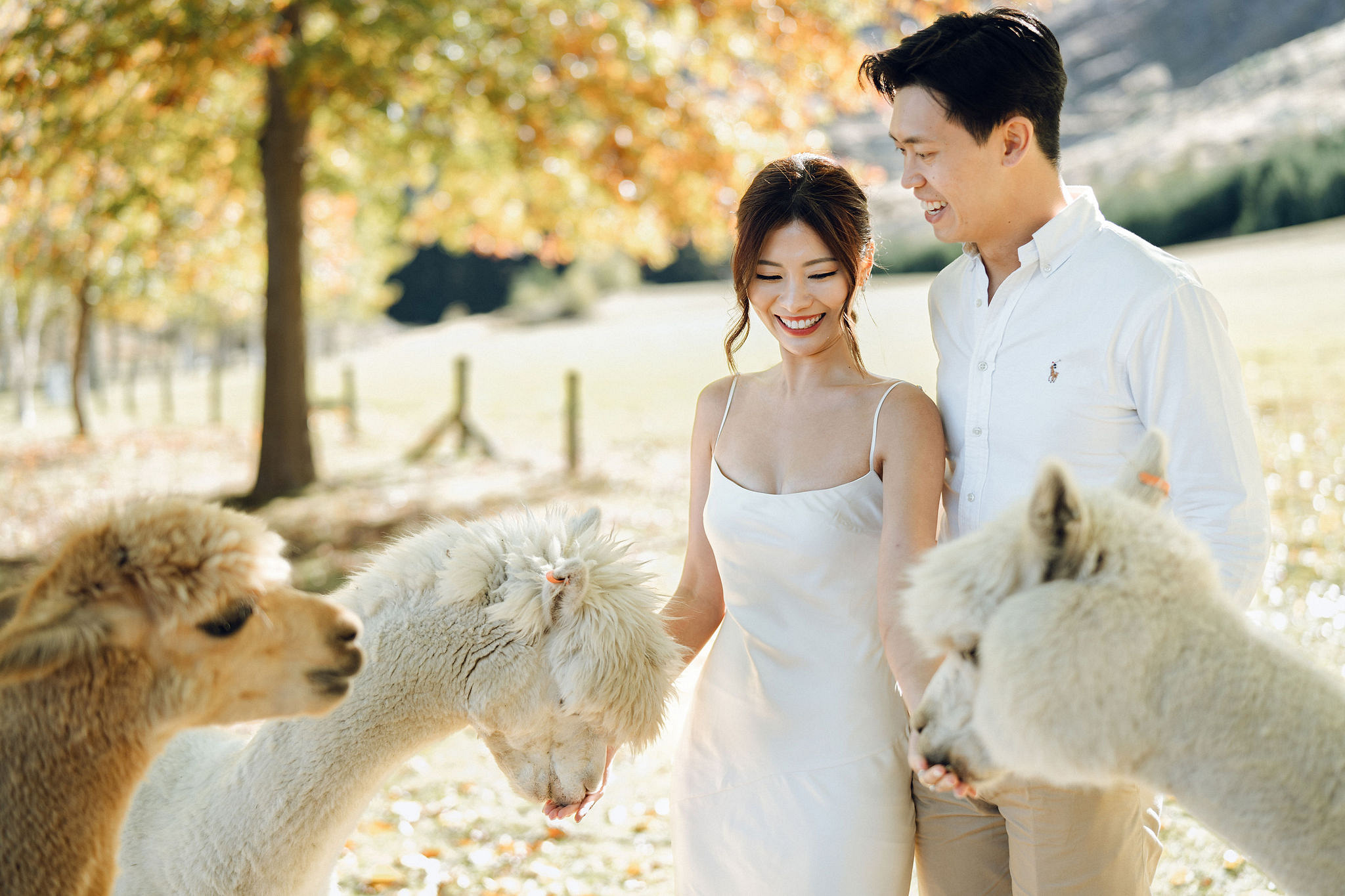 New Zealand Autumn Pre-Wedding Photoshoot Twin Peak Skippers Canyon Alpaca Farm Hilltop Cardrona Night Shoot Kombi Van at Alpaca Farm pre-wedding photo