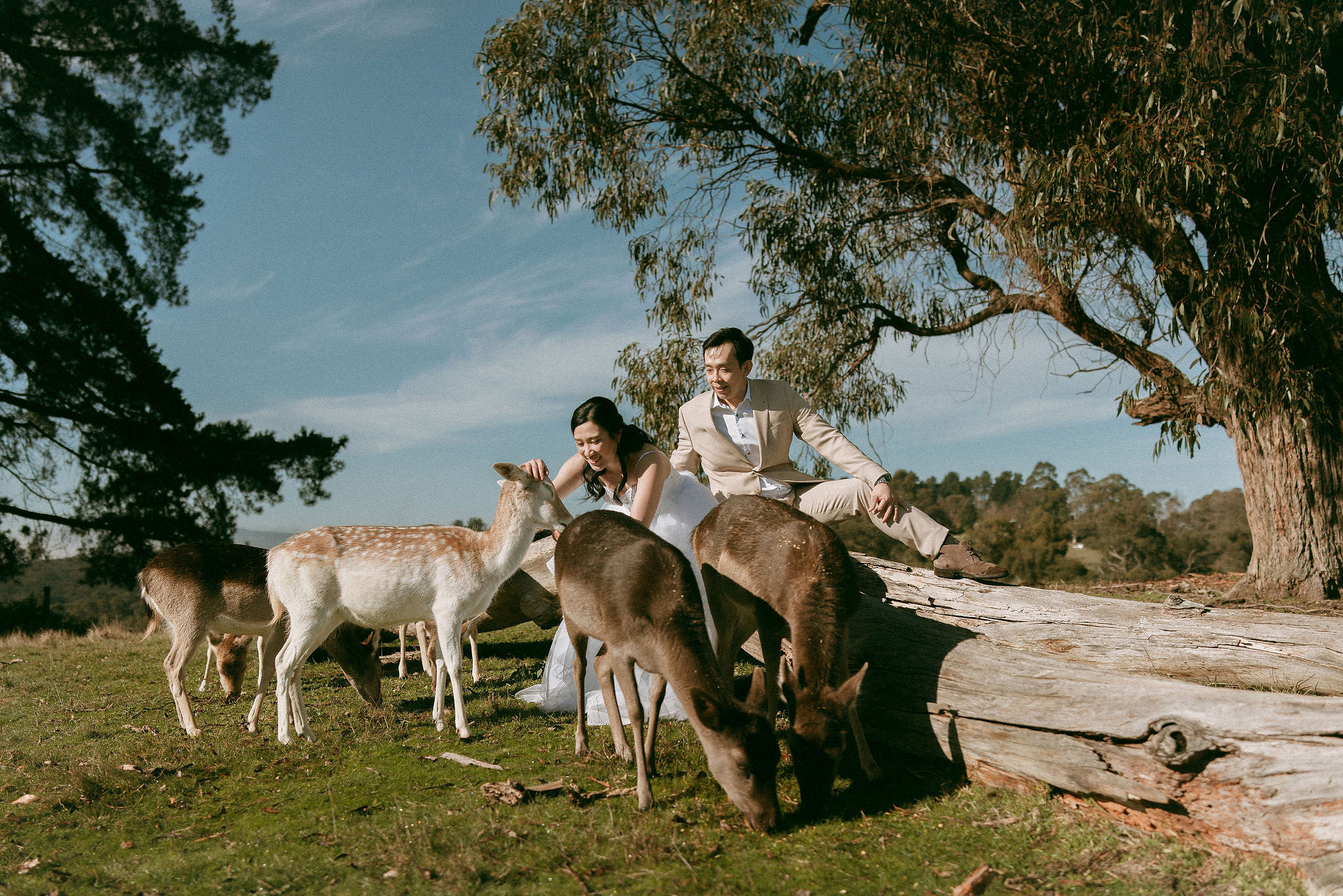 Melbourne Pre-Wedding Photoshoot | Gum Gully Farm, Studley Park & Carlton Gardens at Gum Gully Farm pre-wedding photo
