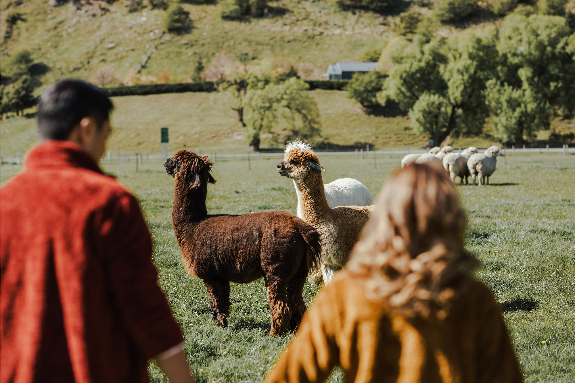 Kryz Uy And Slater Pre Wedding Photoshoot At Roy's Peak, Alpaca Farm And Arrowtown at Alpaca Farm pre-wedding photo