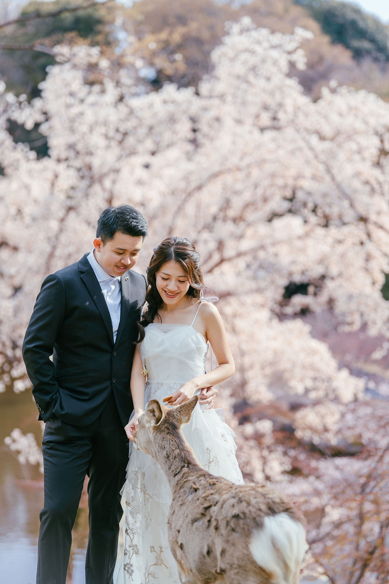 Kyoto Pre-Wedding Photoshoot | Nara Park, Gion & Mount Wakakusa at Nara Park pre-wedding photo