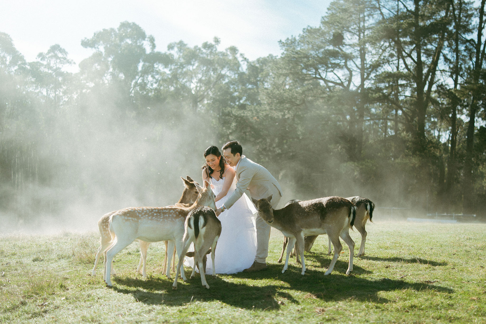 Melbourne Pre-Wedding Photoshoot | Gum Gully Farm, Studley Park & Carlton Gardens at Gum Gully Farm pre-wedding photo