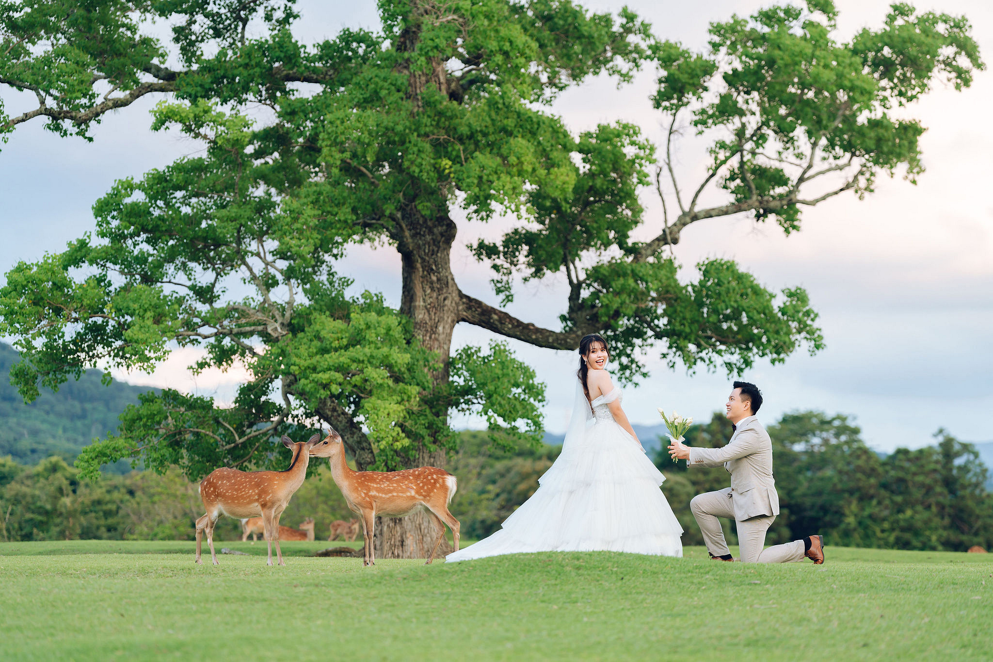 Kyoto Pre-Wedding Photoshoot | Gion Streets, Higashiyama & Nara Park at Nara Park Lawns pre-wedding photo