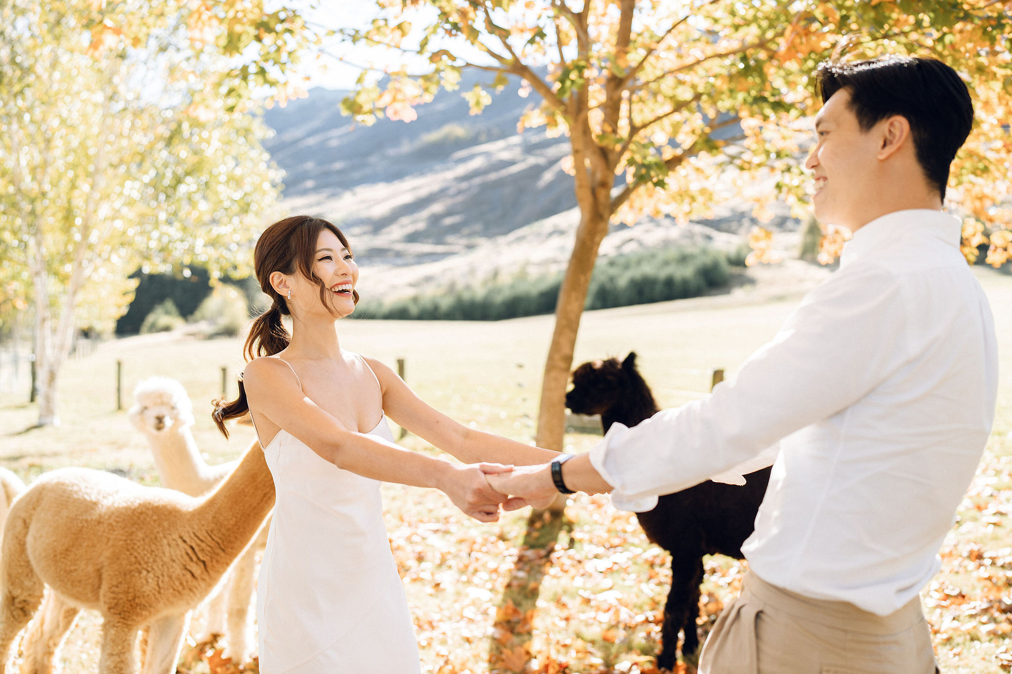 New Zealand Autumn Pre-Wedding Photoshoot Twin Peak Skippers Canyon Alpaca Farm Hilltop Cardrona Night Shoot Kombi Van at Alpaca Farm pre-wedding photo