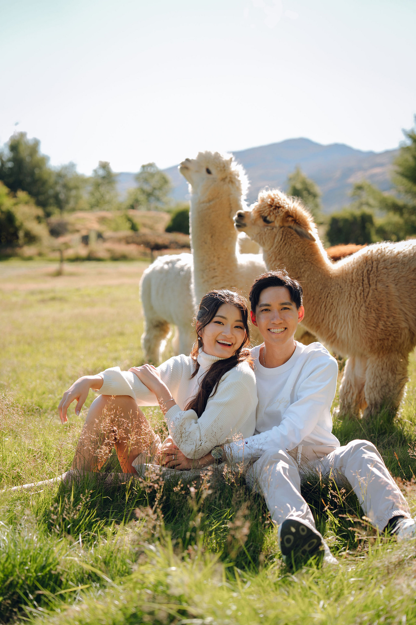 New Zealand Pre-Wedding Photoshoot | Coromandel Peak, Queenstown Highway & Alpaca Farm at Alpaca Farm pre-wedding photo