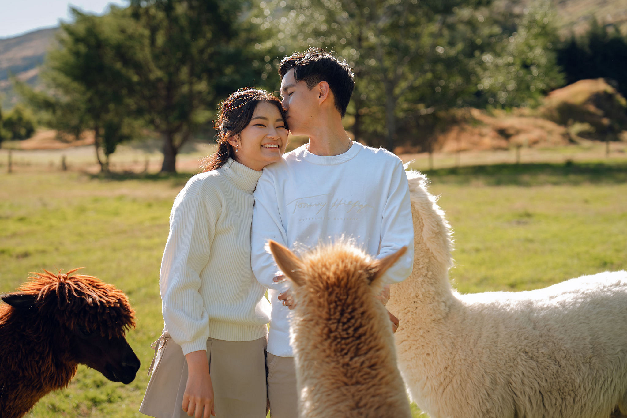 New Zealand Pre-Wedding Photoshoot | Coromandel Peak, Queenstown Highway & Alpaca Farm at Alpaca Farm pre-wedding photo