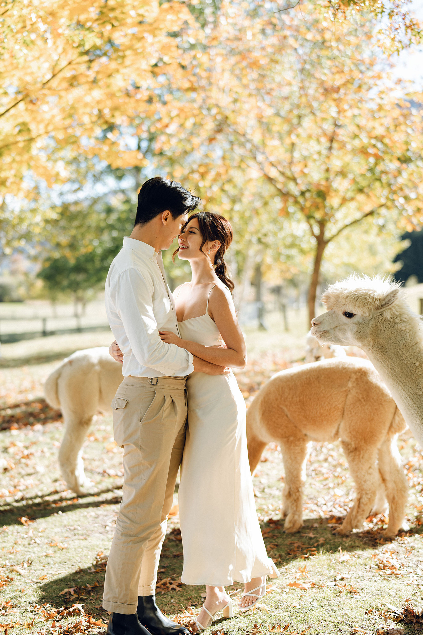 New Zealand Autumn Pre-Wedding Photoshoot Twin Peak Skippers Canyon Alpaca Farm Hilltop Cardrona Night Shoot Kombi Van at Alpaca Farm pre-wedding photo