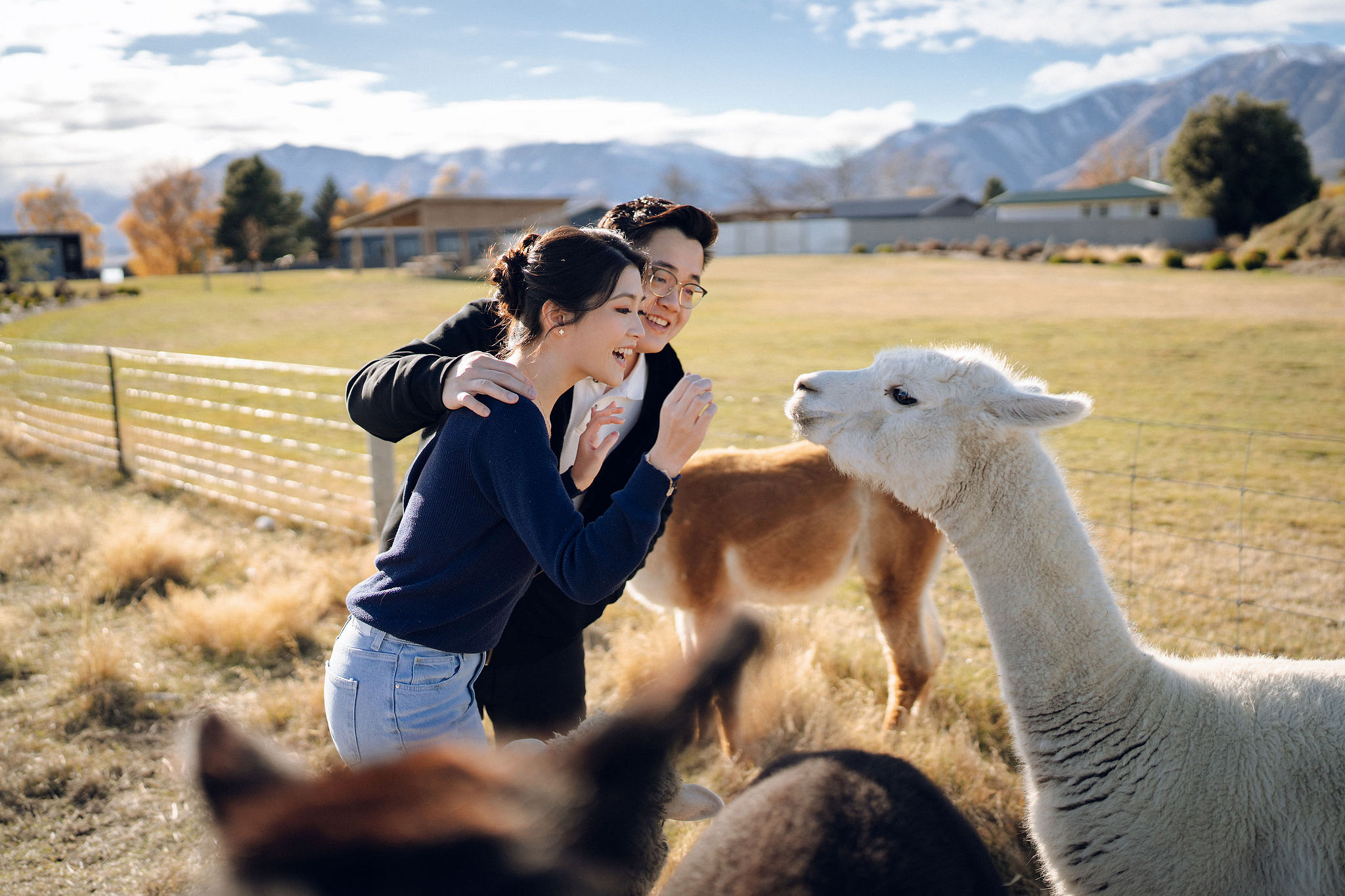 New Zealand Pre-Wedding Photoshoot | Arrowtown, Isobel Glacier, Alpaca Farm, Lake Tekapo & Mount Cook National Park at Alpaca Farm pre-wedding photo