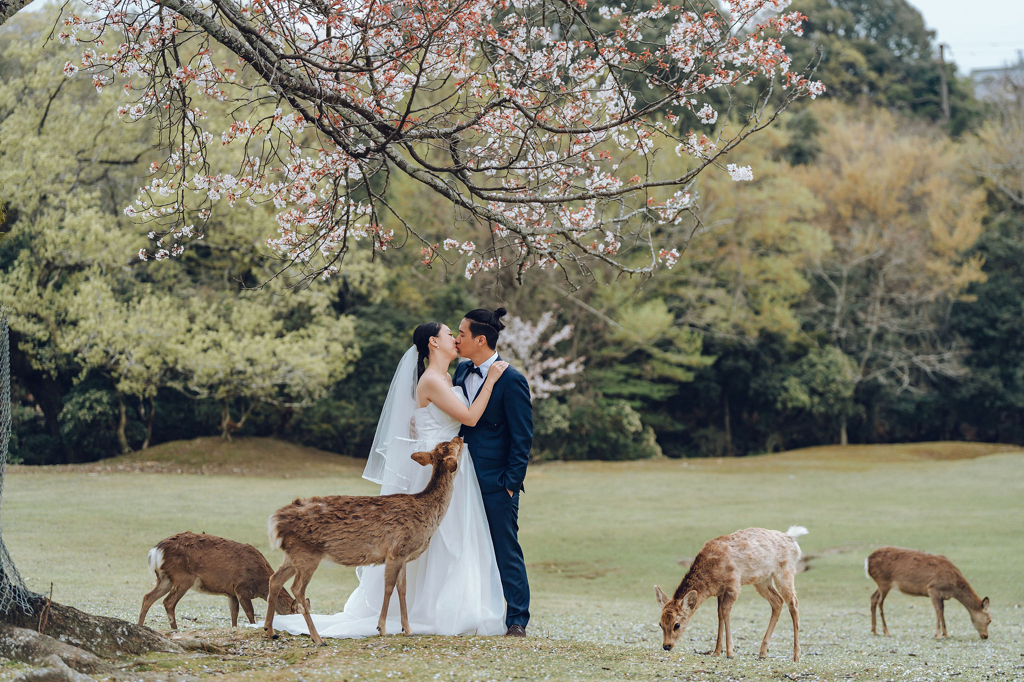 Kyoto Pre-Wedding Photoshoot | Historic Higashiyama Streets, Keage Incline & Nara Park at Nara Park pre-wedding photo