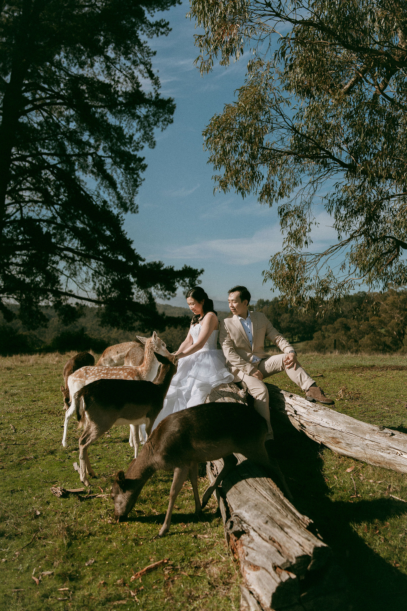 Melbourne Pre-Wedding Photoshoot | Gum Gully Farm, Studley Park & Carlton Gardens at Gum Gully Farm pre-wedding photo
