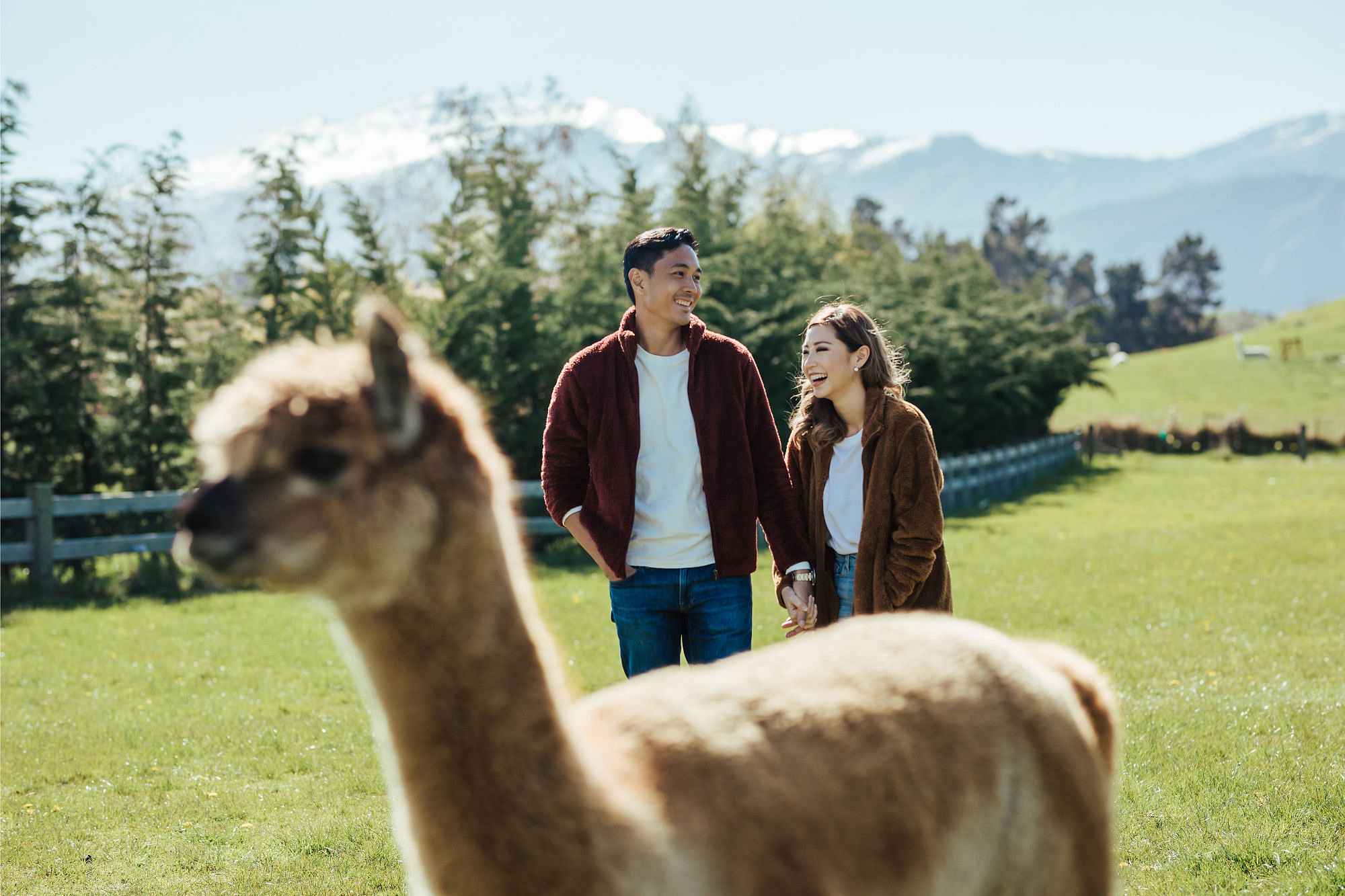 Kryz Uy And Slater Pre Wedding Photoshoot At Roy's Peak, Alpaca Farm And Arrowtown at Alpaca Farm pre-wedding photo