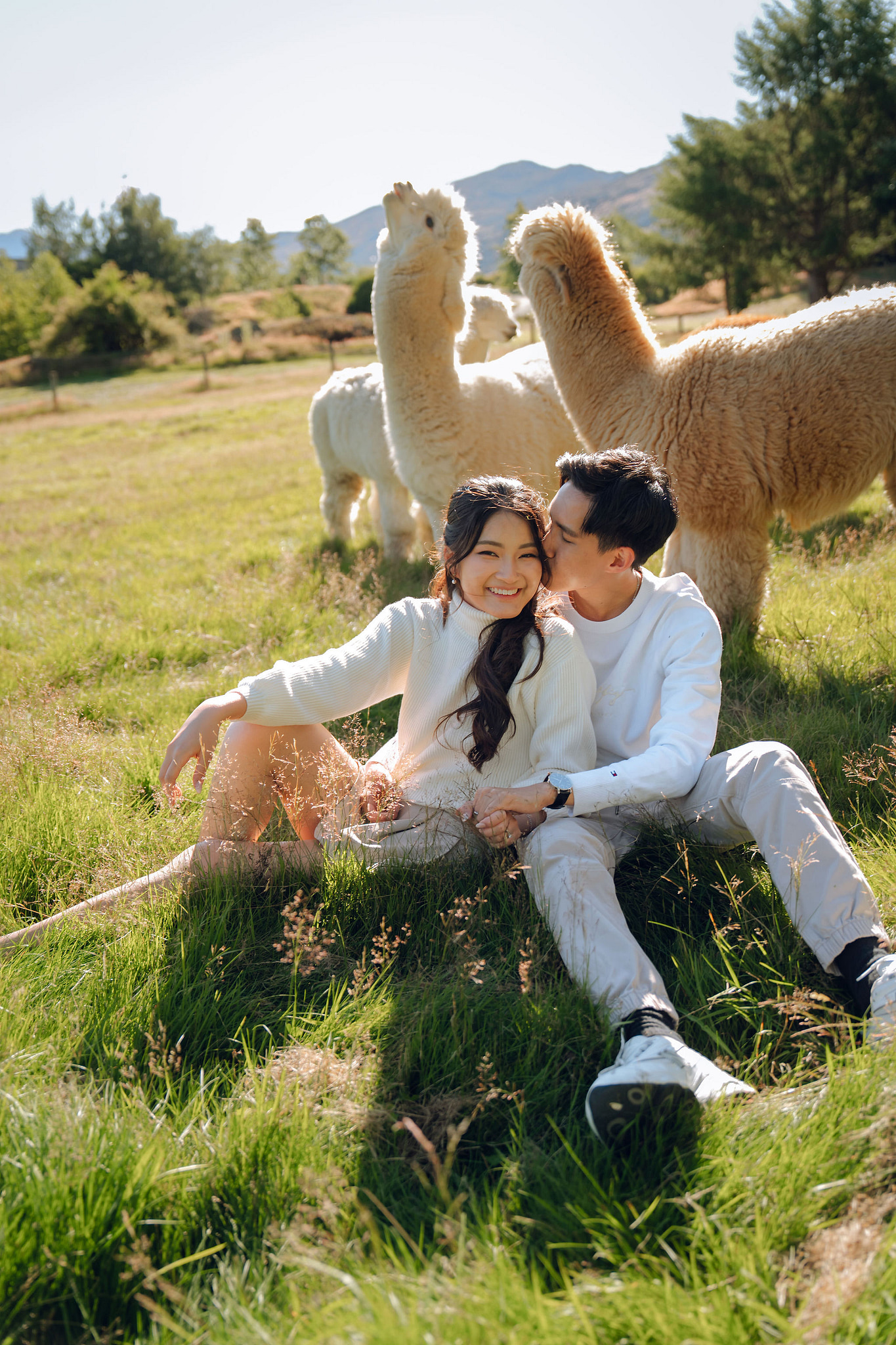 New Zealand Pre-Wedding Photoshoot | Coromandel Peak, Queenstown Highway & Alpaca Farm at Alpaca Farm pre-wedding photo