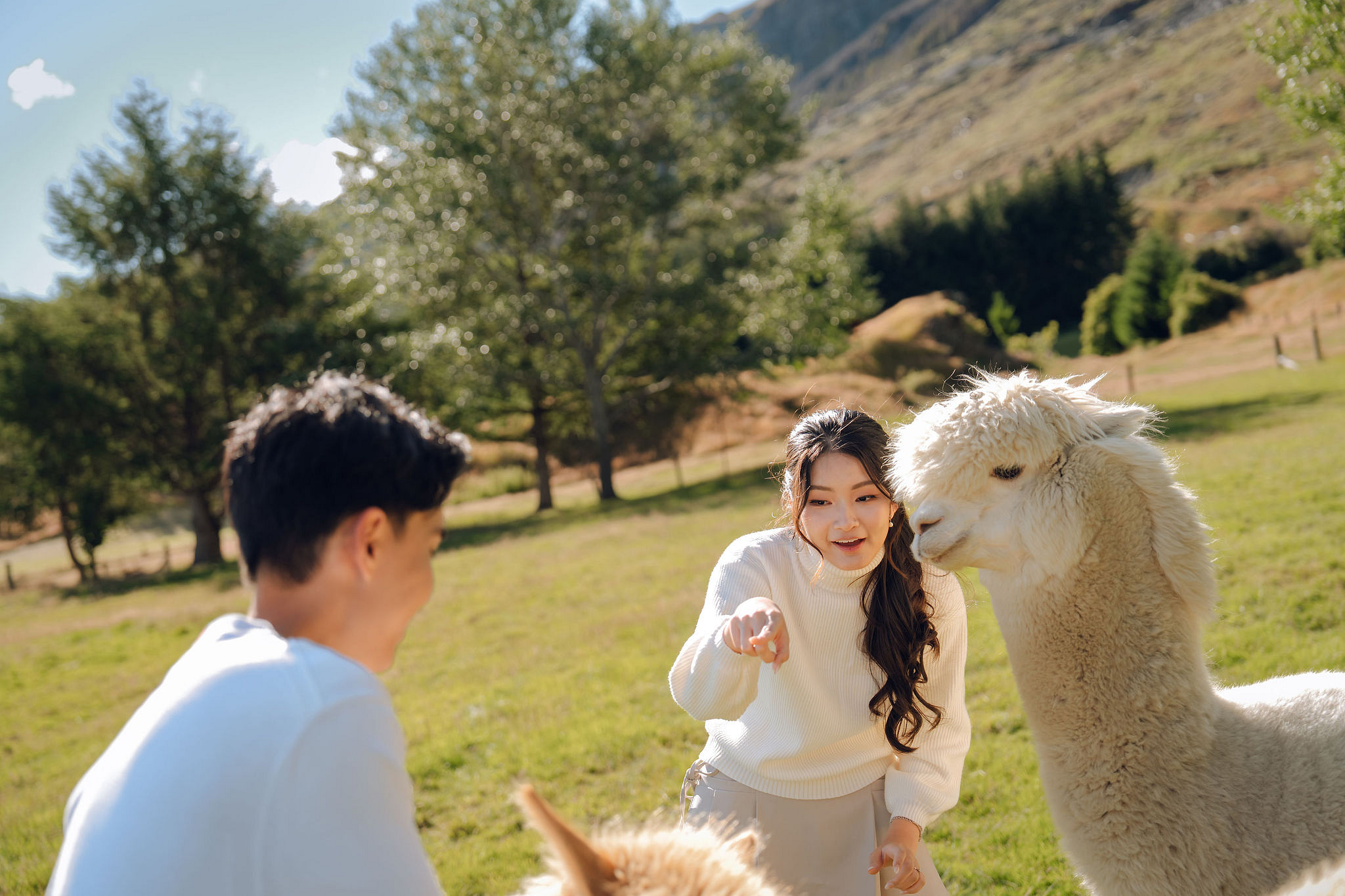 New Zealand Pre-Wedding Photoshoot | Coromandel Peak, Queenstown Highway & Alpaca Farm at Alpaca Farm pre-wedding photo