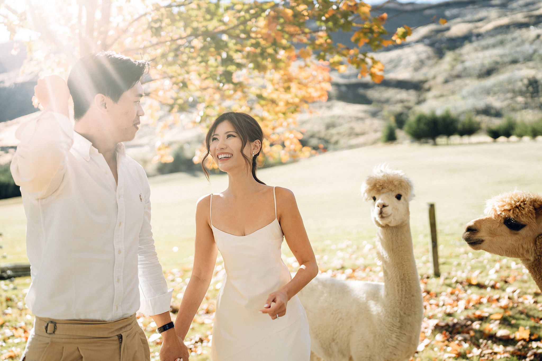 New Zealand Autumn Pre-Wedding Photoshoot Twin Peak Skippers Canyon Alpaca Farm Hilltop Cardrona Night Shoot Kombi Van at Alpaca Farm pre-wedding photo
