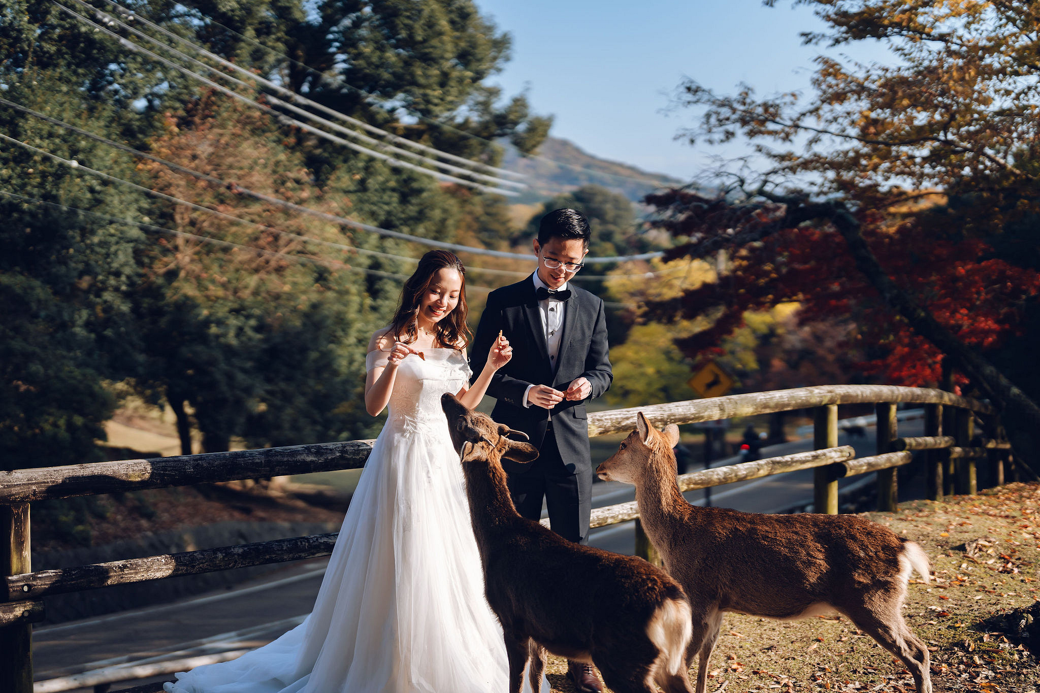 Kyoto Pre-Wedding Photoshoot | Kamo River, Nara Deer Park & Mt. Wakakusa at Nara Deer Park pre-wedding photo